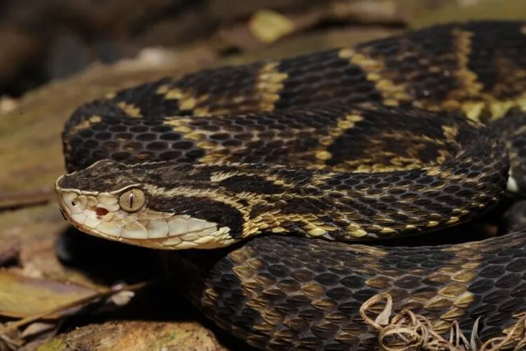 Identificador de Serpentes